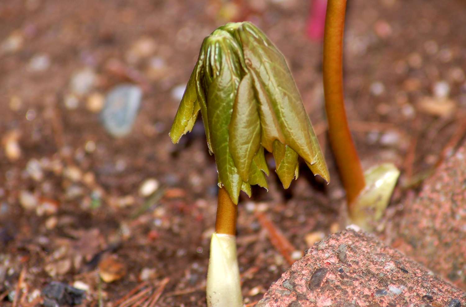 mayapple leaves unfurling