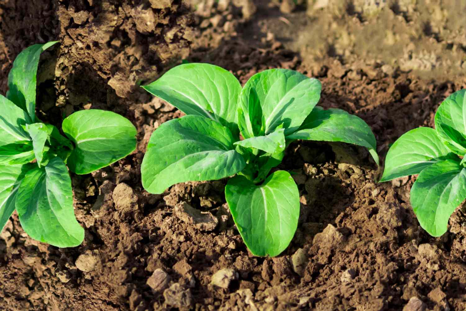 Reihe von Bok Choy