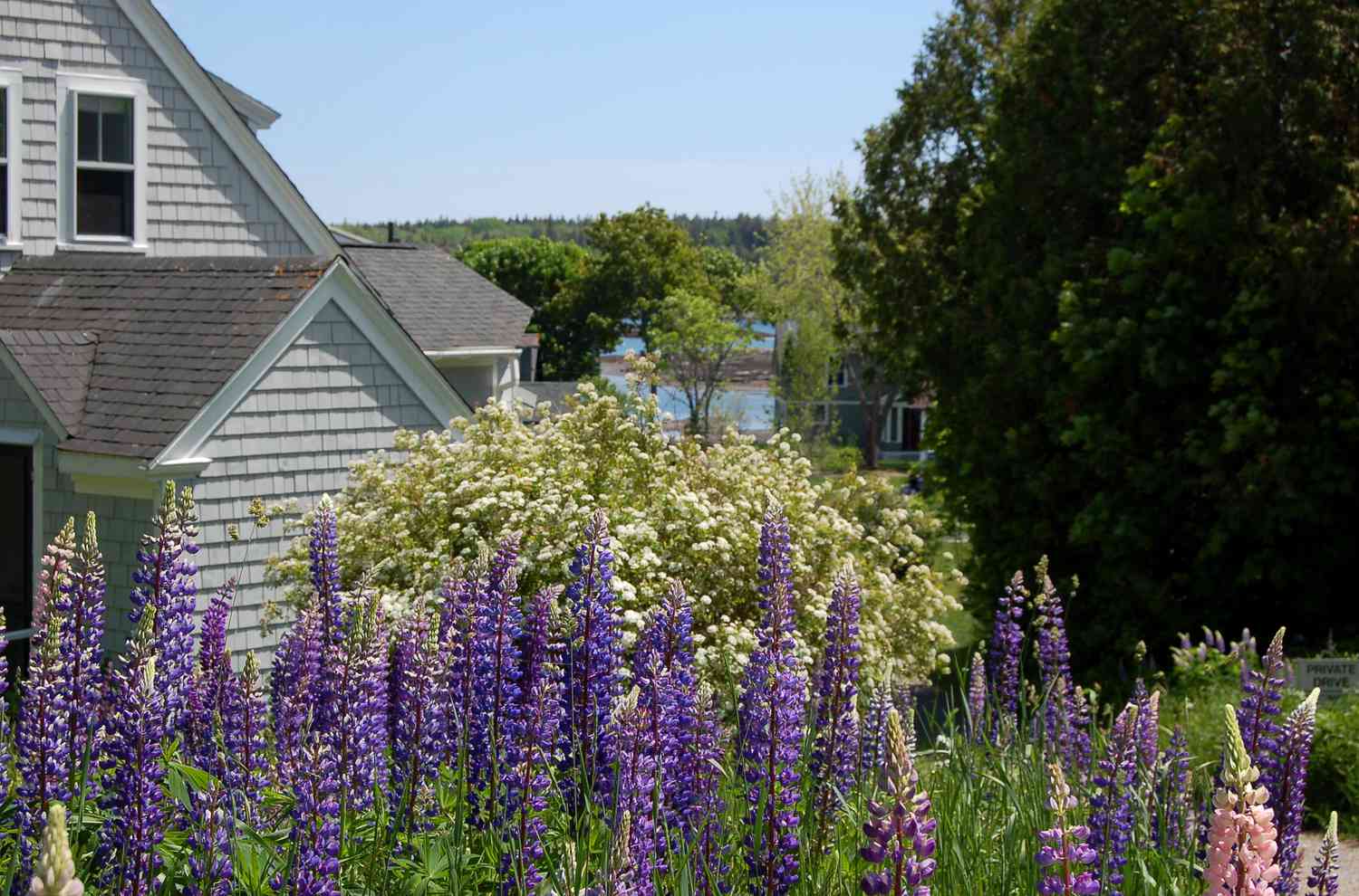 Lupinen und Vanhoutte spirea mit Meereshintergrund.