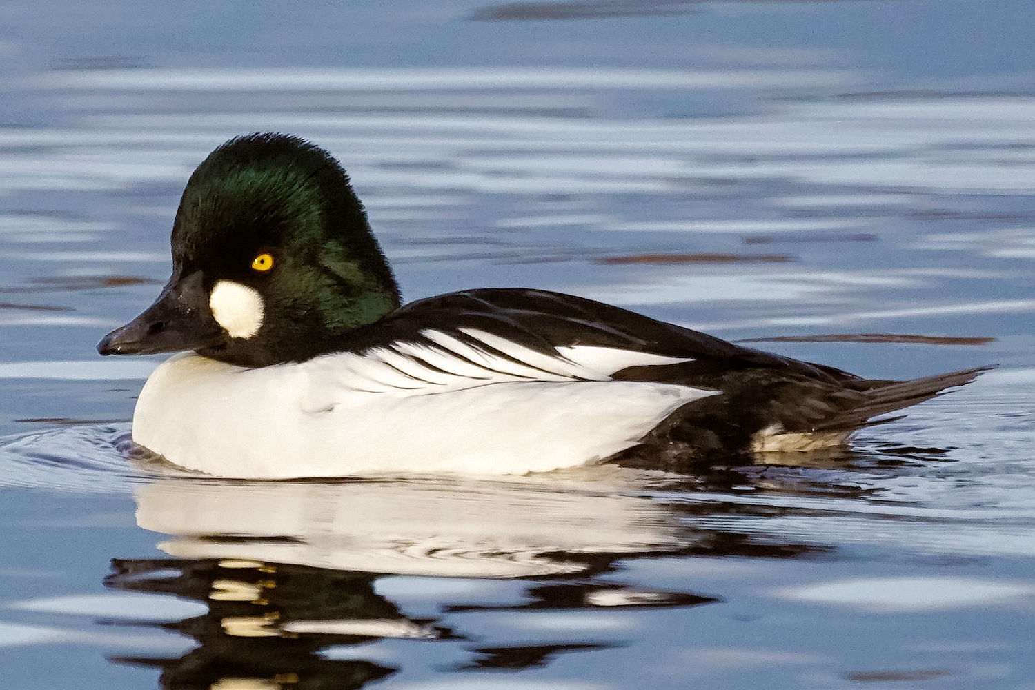 Common Goldeneye