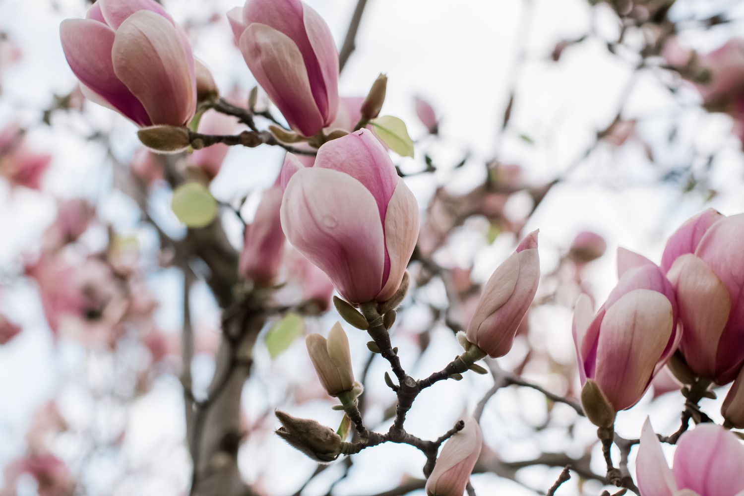 Magnolienblüten, die sich noch nicht ganz geöffnet haben