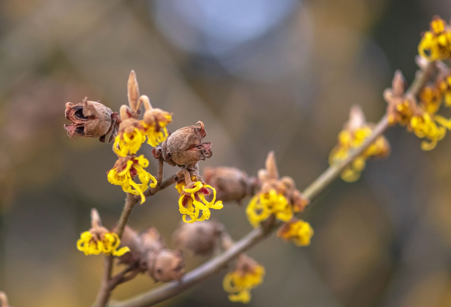 Arbusto de avellano de bruja con flores amarillas fibrosas y capullos 