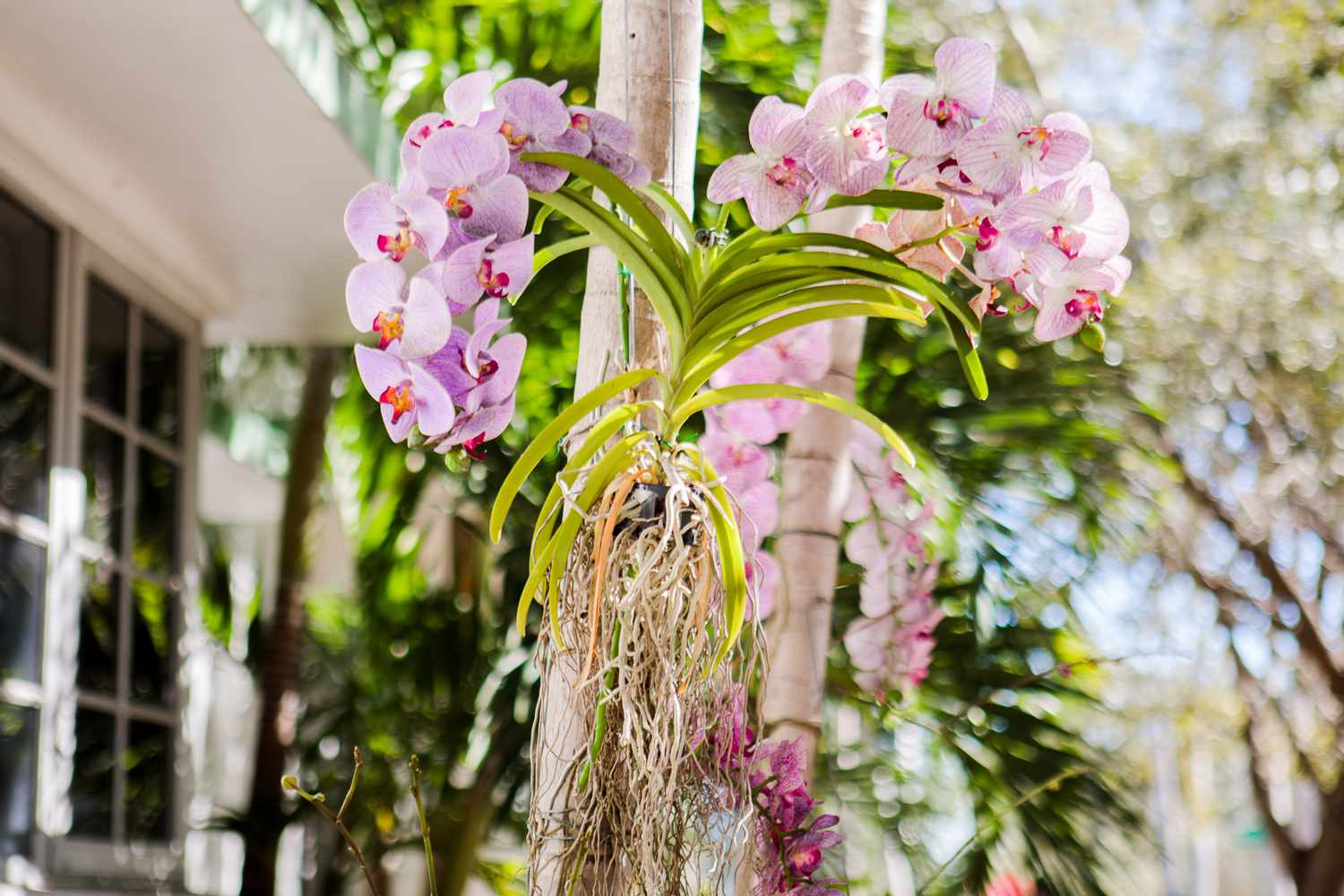 Orquídeas rosa claro e roxas montadas em um tronco de árvore