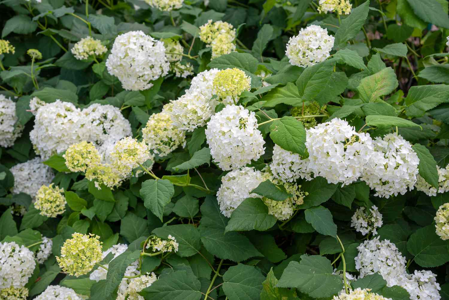 Glatter Hortensienstrauch mit weißen und hellgelben Blütenbüscheln