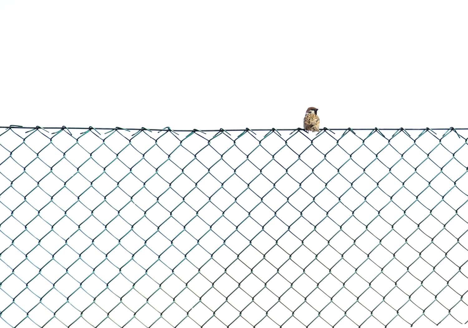 Sparrow Perching On Chainlink Fence Against Clear Sky