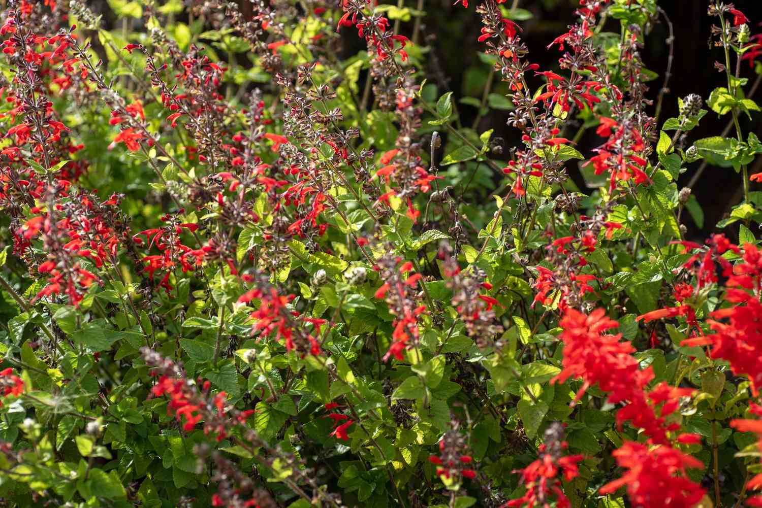 Texas-Salbei mit leuchtend roten Blüten an dünnen Stängeln und Blättern am Boden