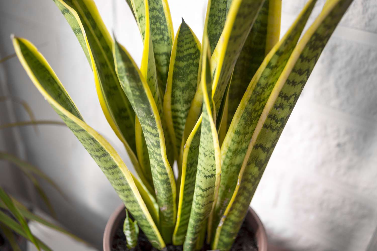 sansevieria