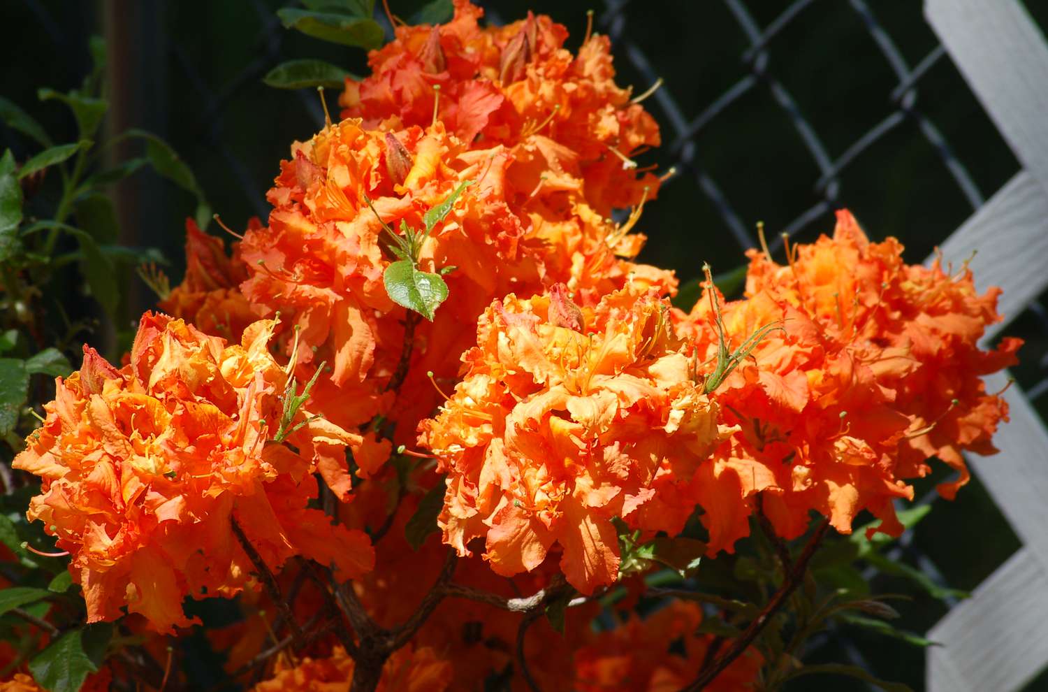 Gibraltar-Azalee mit orangefarbenen Blüten.