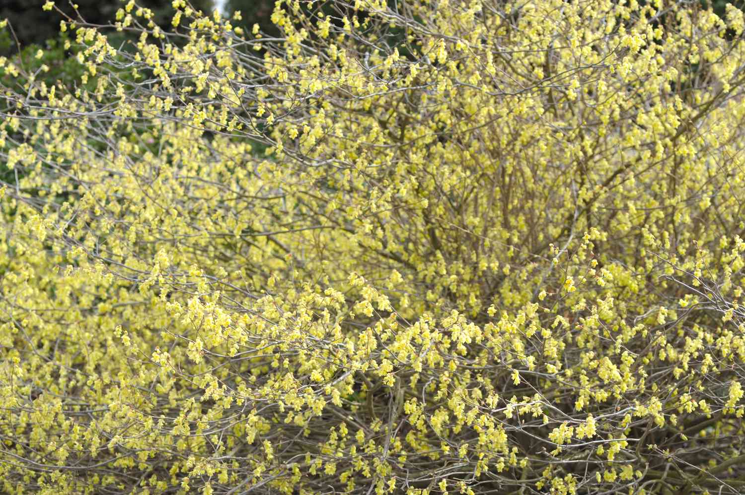 Arbusto de avellano de invierno con largas ramas con pequeñas flores amarillo pálido