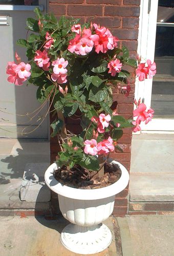 Picture of Mandevilla Vines