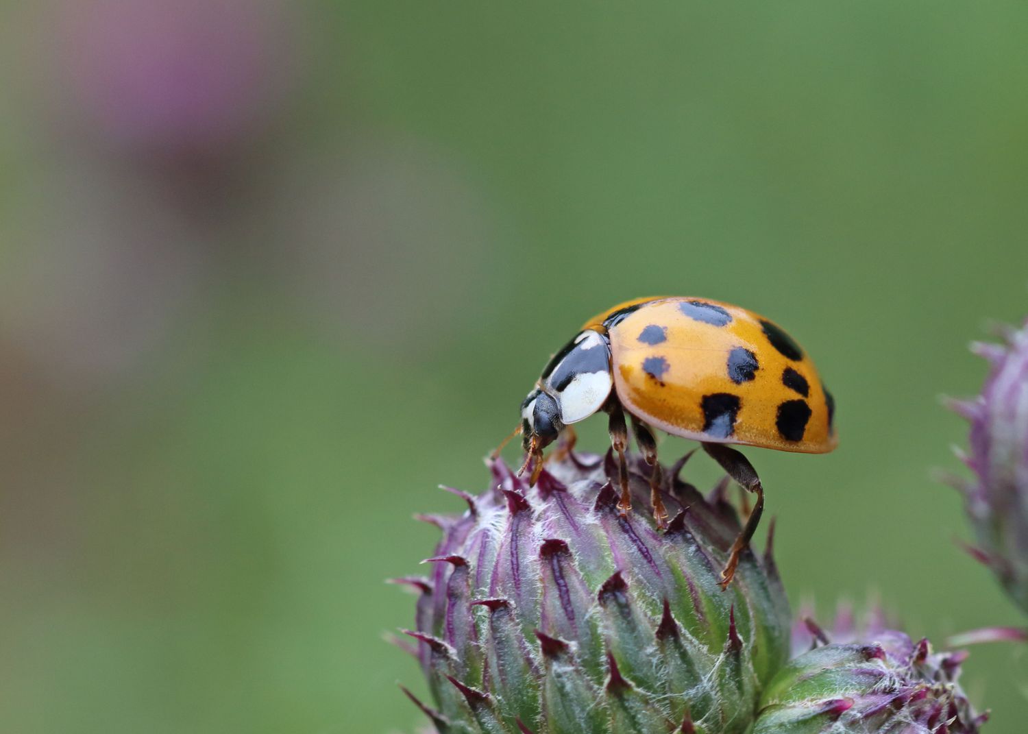 Harlekin-Marienkäfer harmonia axyridis