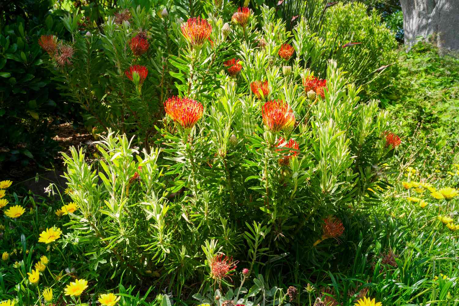 Protea-Pflanzenstängel mit roten, stacheligen Hochblättern