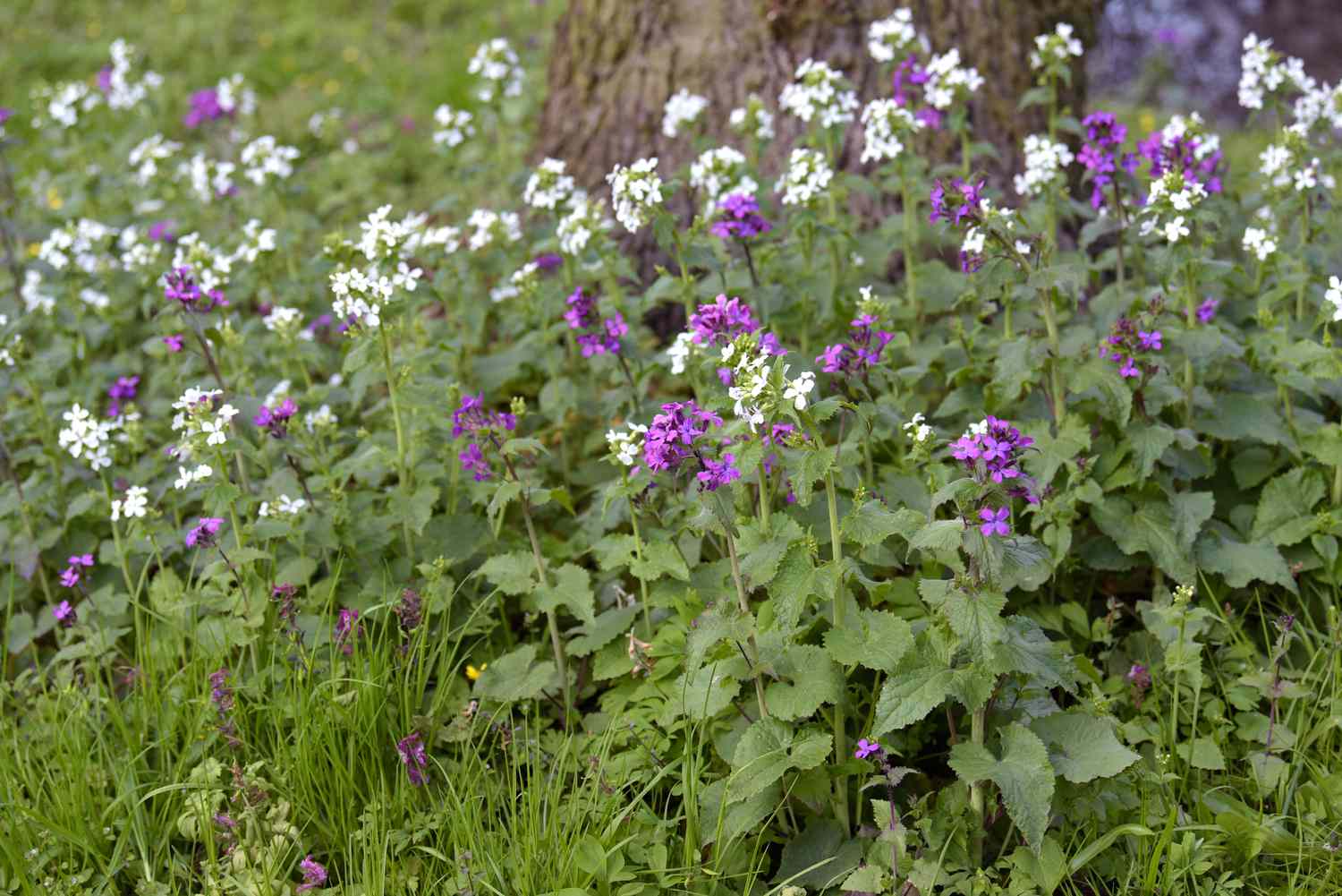 Frauenmantelpflanze mit kleinen weißen und violetten Blüten an dünnen Stielen am Baumfuß