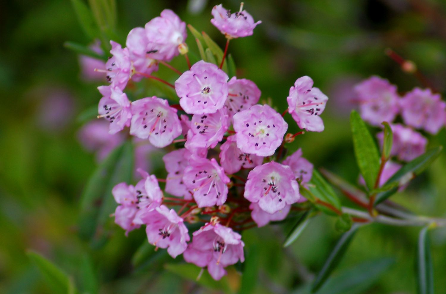 sheep laurel blooms