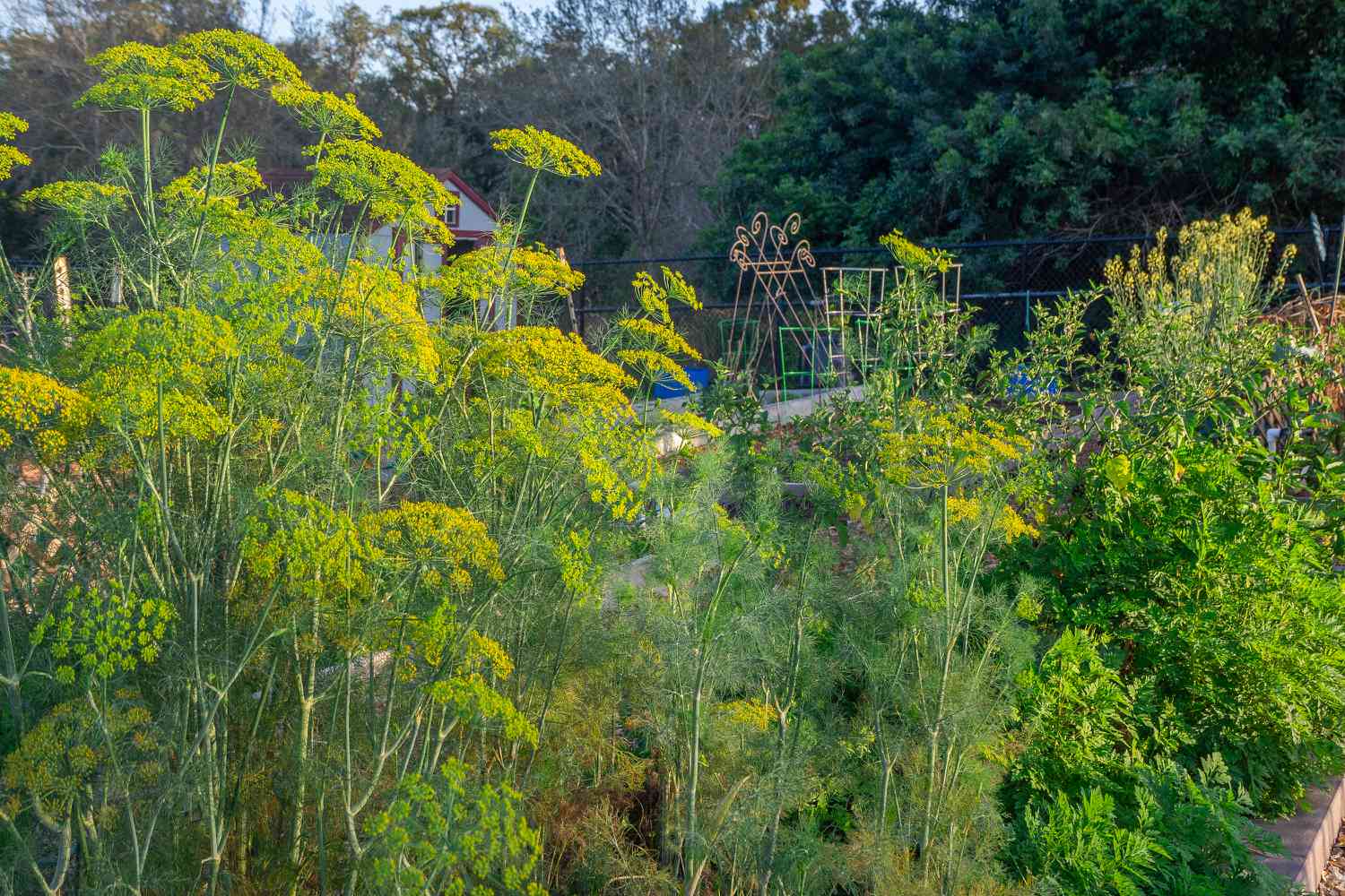 Horta misturada com flores altas amarelas e verdes perto de plantas herbáceas