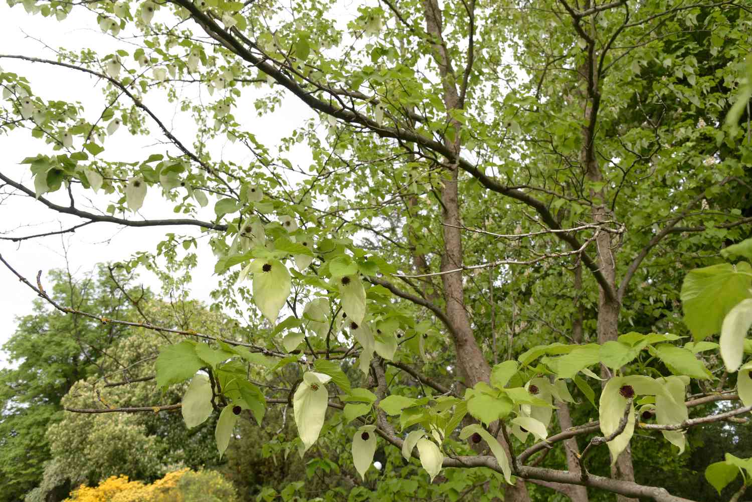 Taubenbaum mit grünen herzförmigen Blättern und weißen Hochblättern, die von kahlen, ausladenden Ästen hängen