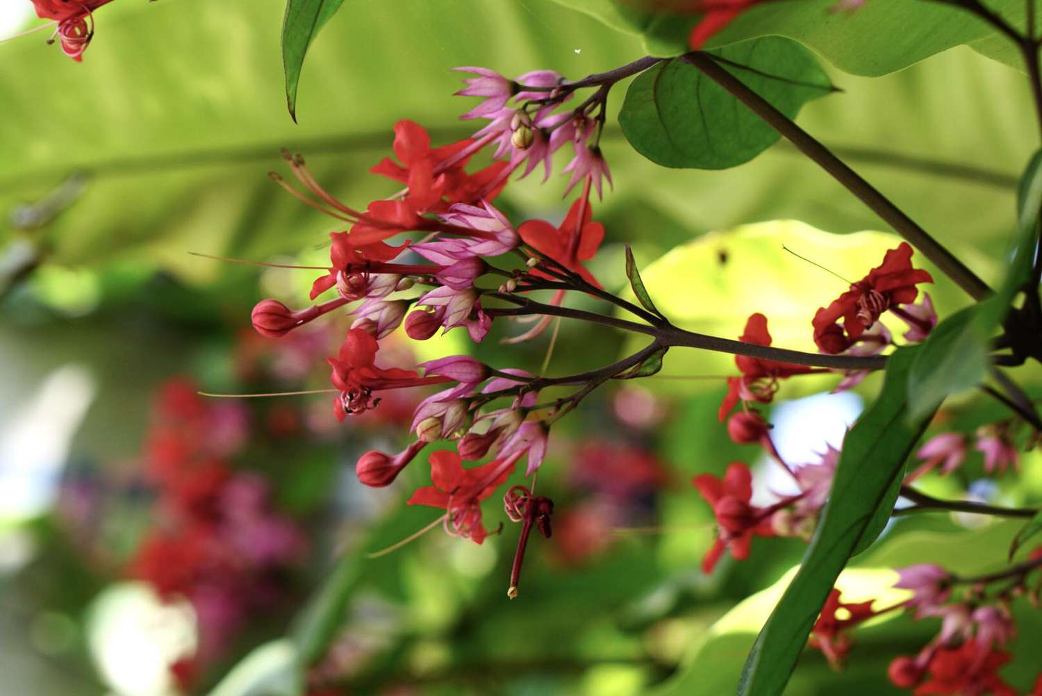 Blutende Herzrebe mit roten und rosa Blüten und Knospen in Großaufnahme 