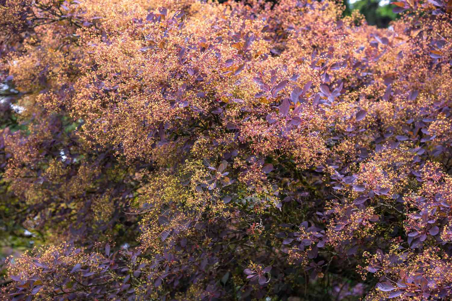 Cotinus coggygria Pflanze mit violetten, neu wachsenden Blättern und gelben Blüten