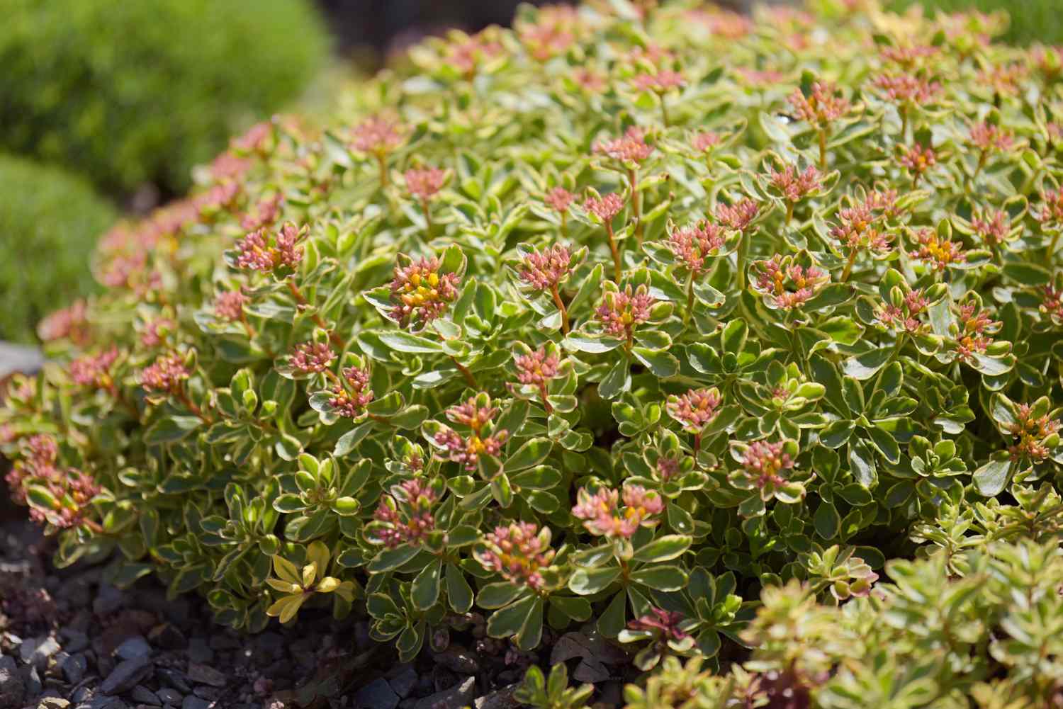 Sedum kamtschaticum Variegatum Pflanze mit kleinen ovalen Blättern auf Stängeln mit winzigen rosa Blüten