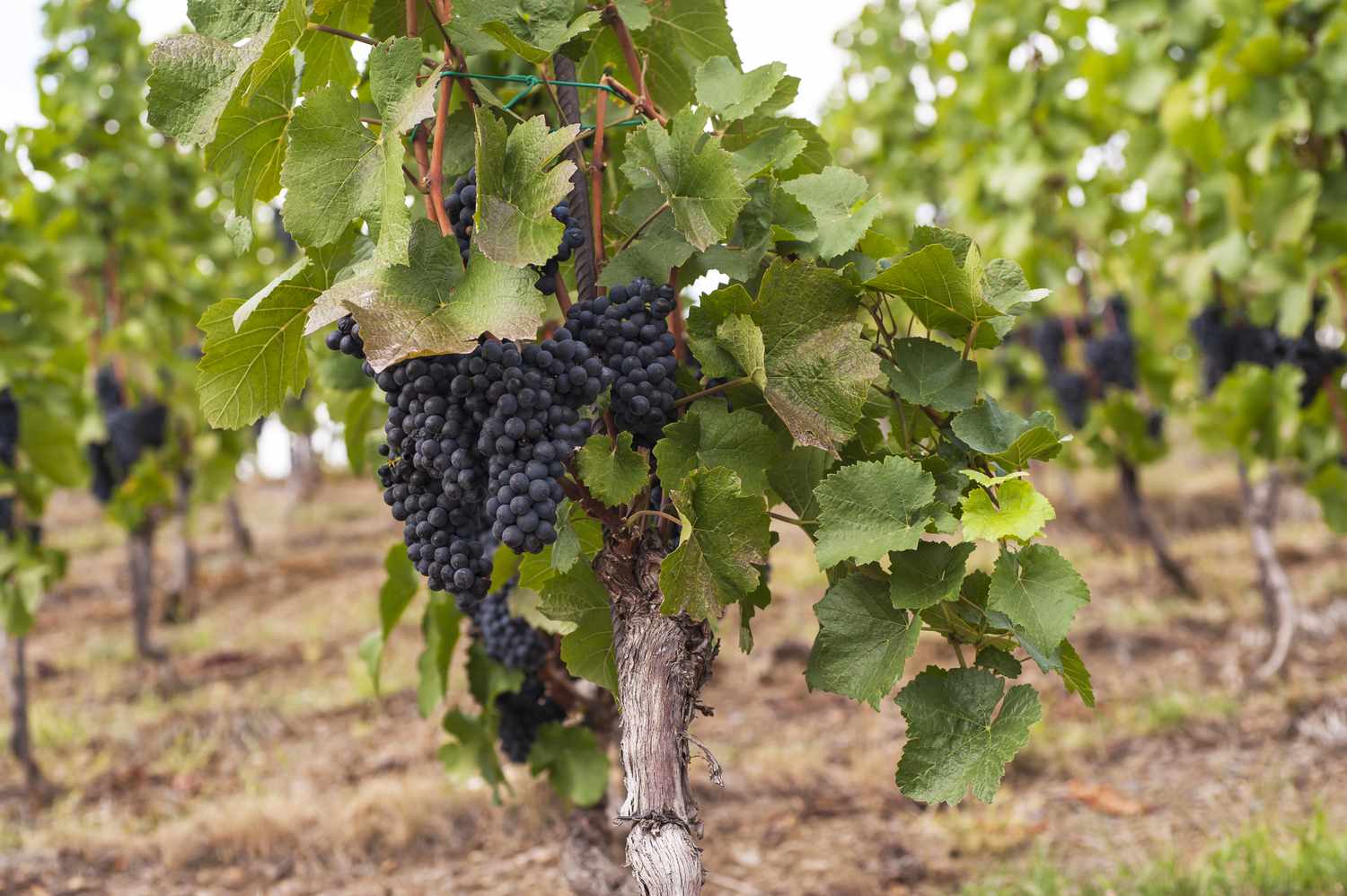 Gewöhnliche Weinreben in einem Obstgarten mit dunkelblauen Trauben in der Mitte