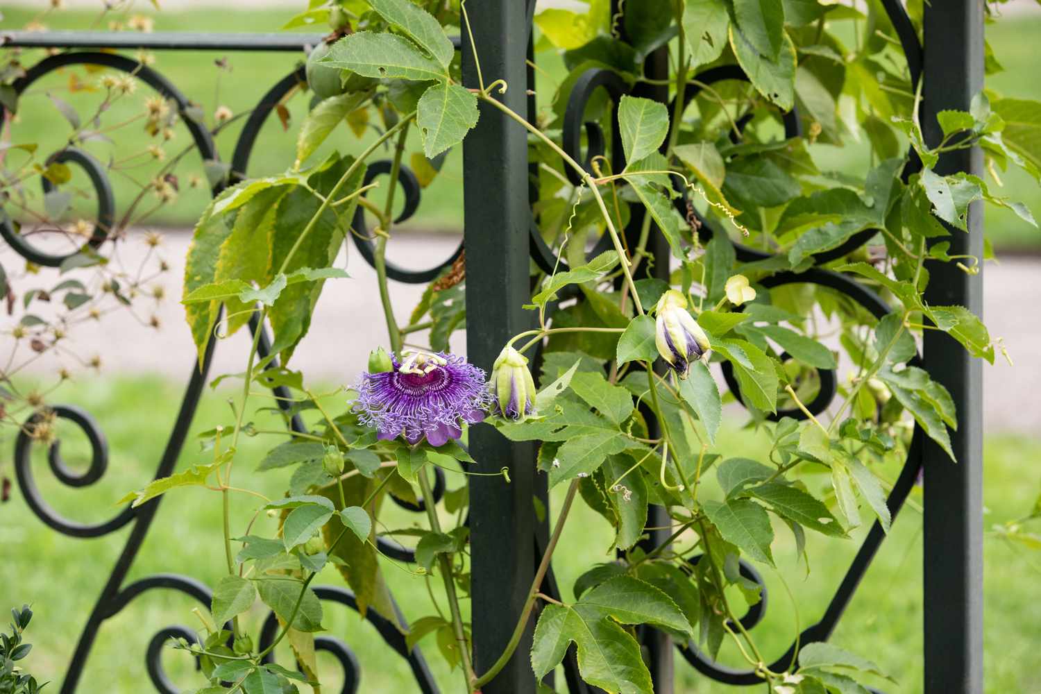 Passionsblumenranke an einem Zaun