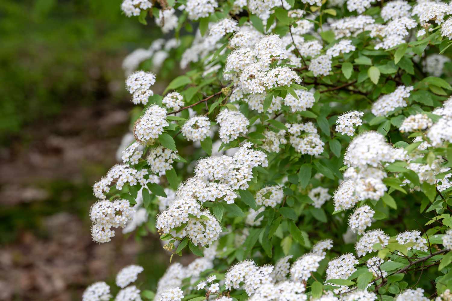 Planta de Spirea con racimos de flores blancas en las ramas