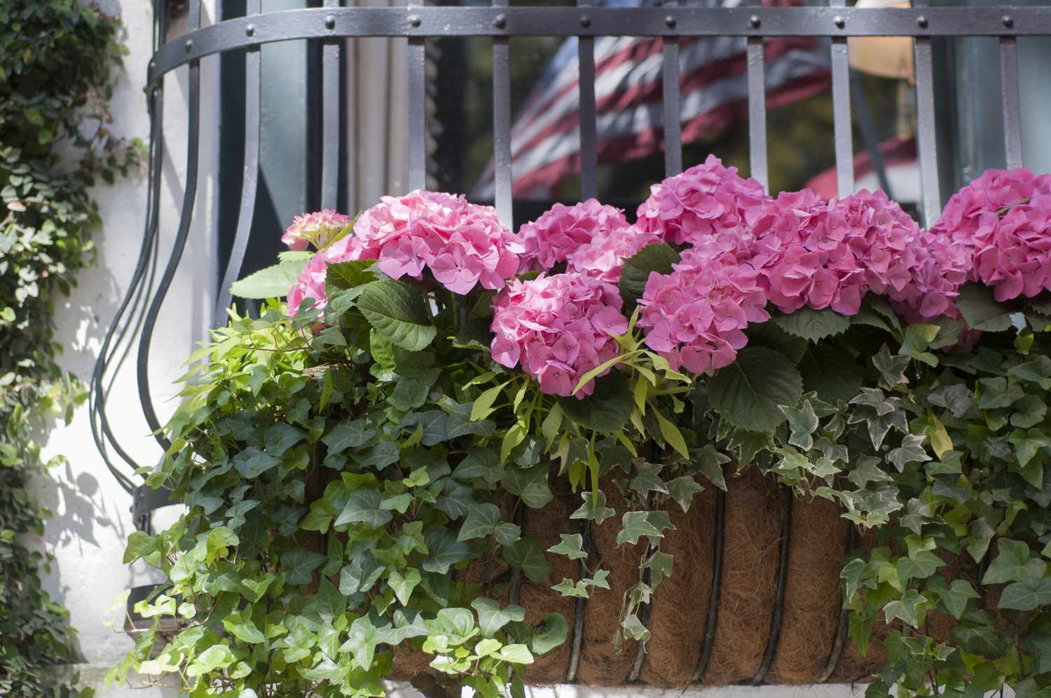 Hortensia rosa en jardinera, Savannah, Georgia