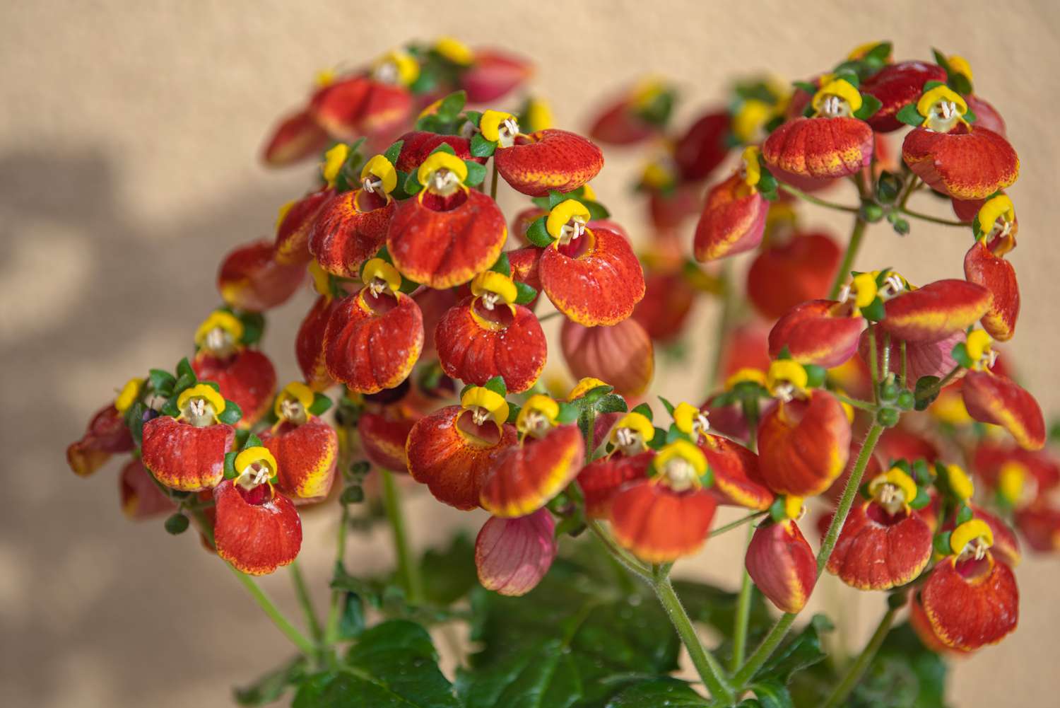 Calceolaria-Pflanze mit roten und gelben schlüpferartigen Blüten