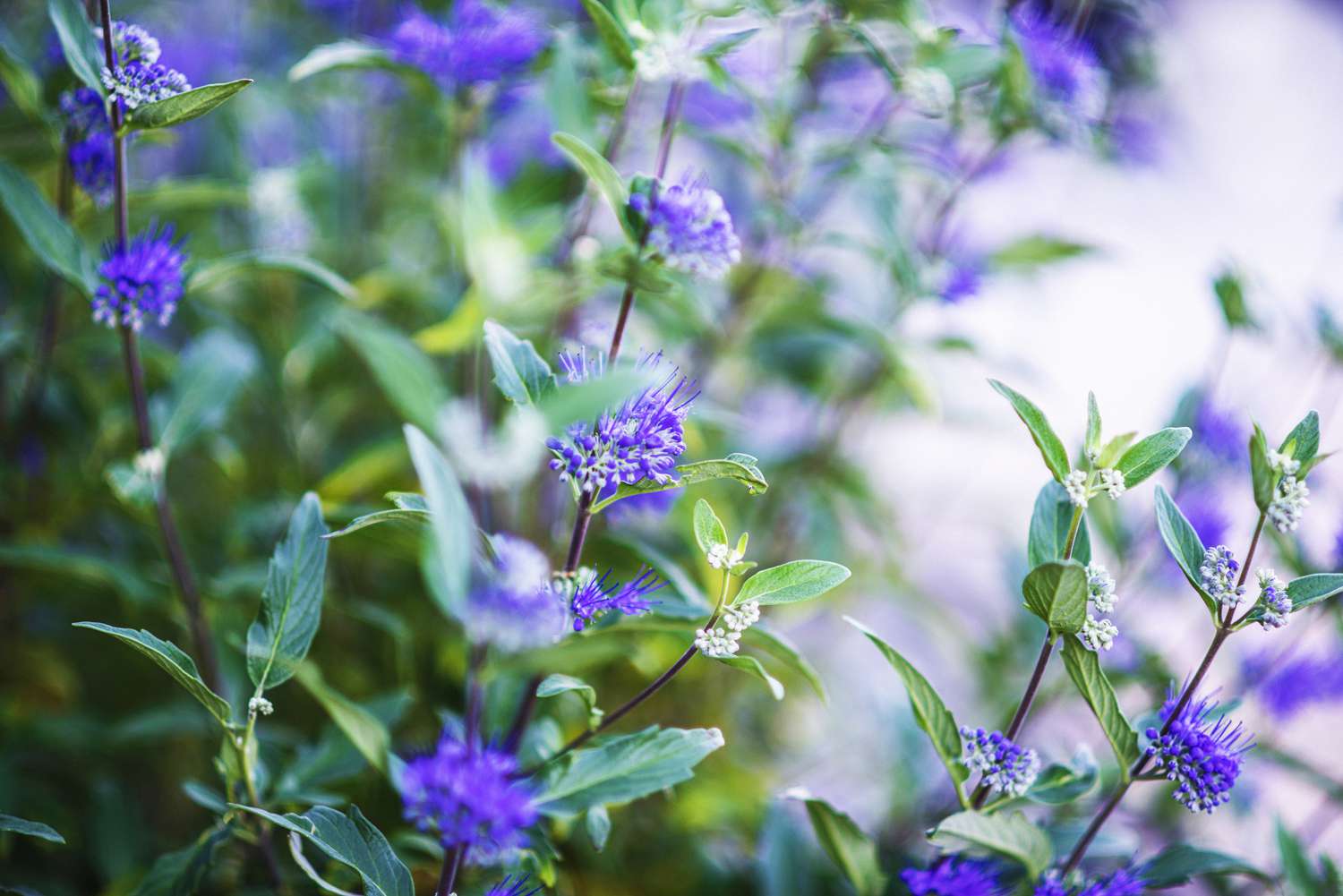 Blue mist spirea crescendo em abundância. Caryopteris Clandonensis