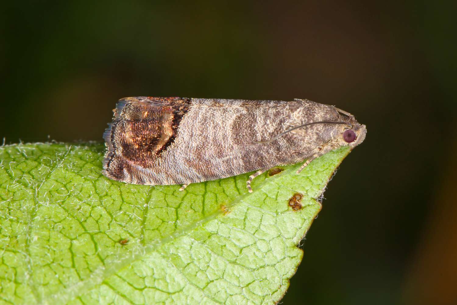 Polilla de la manzana