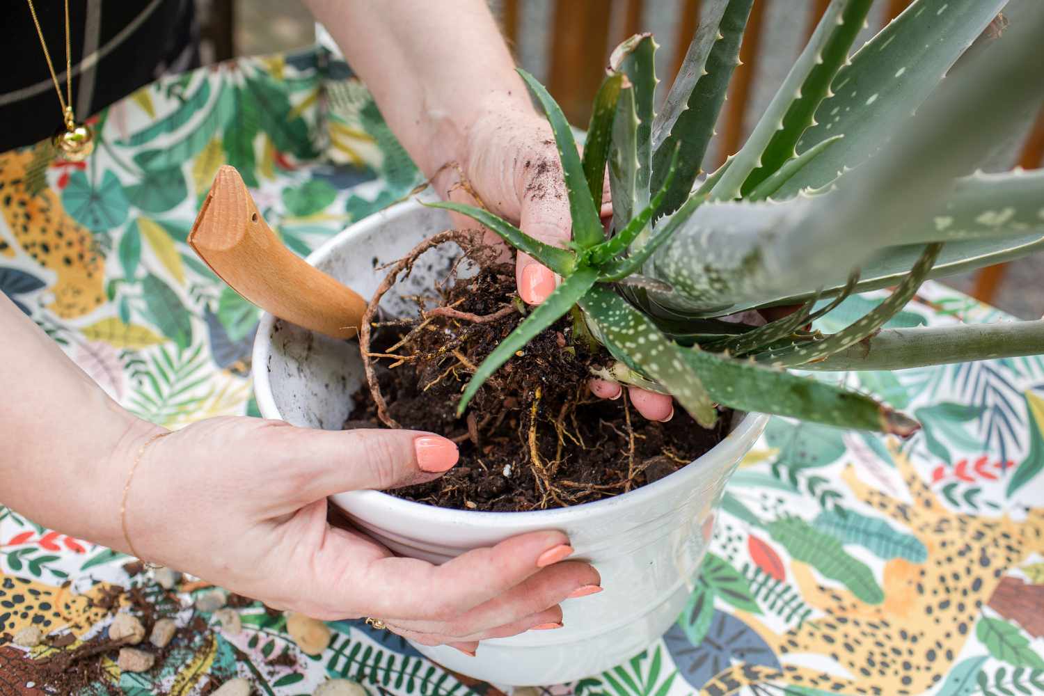 Aloe vera Mutterpflanze aus weißem Keramiktopf entfernt