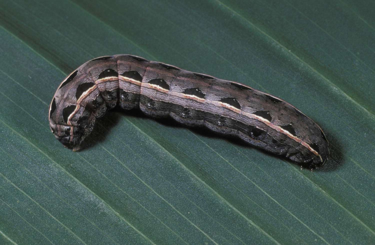 Ein Cutworm auf einem Blatt