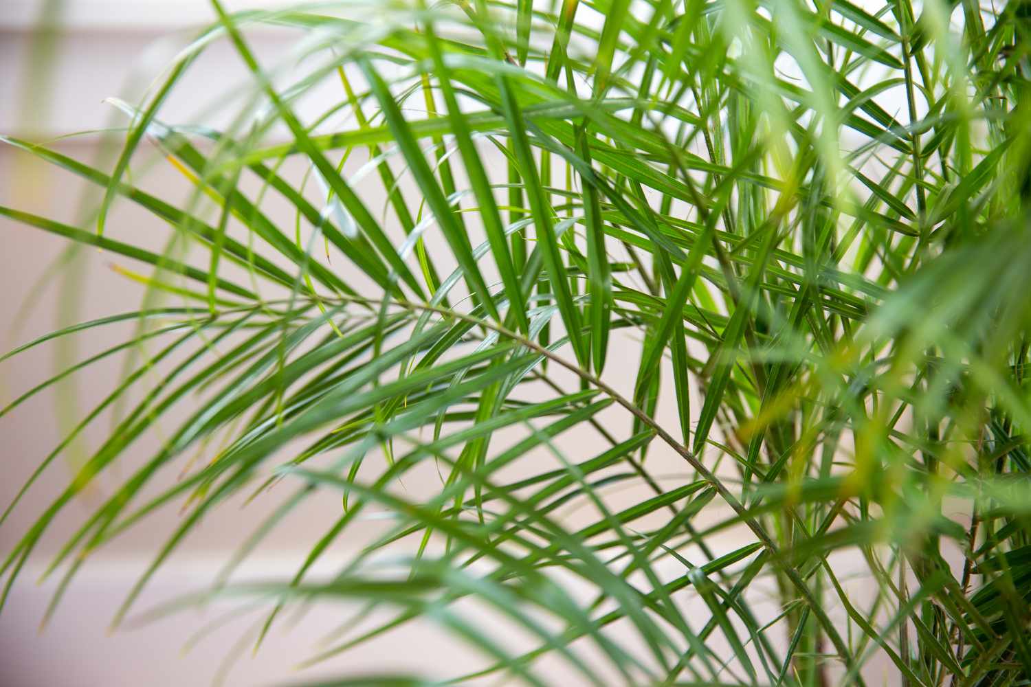 closeup of a Phoenix palm