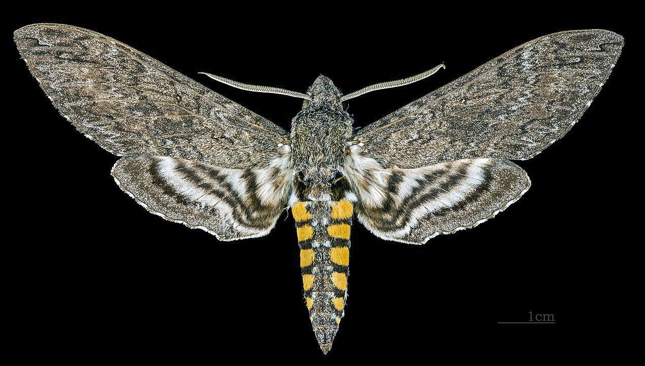 Tobacco hornworm moth