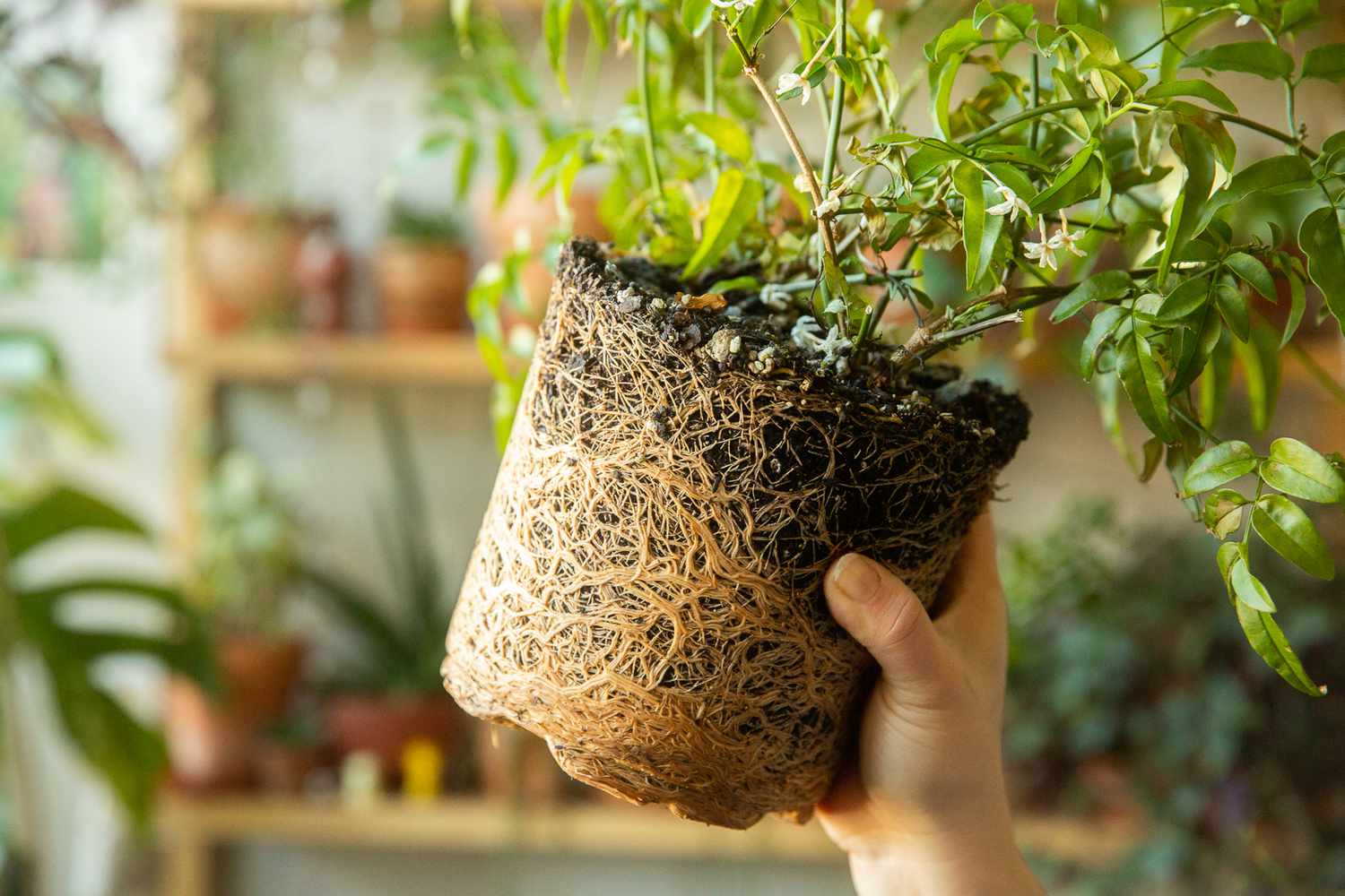 Root-bound plant being held up