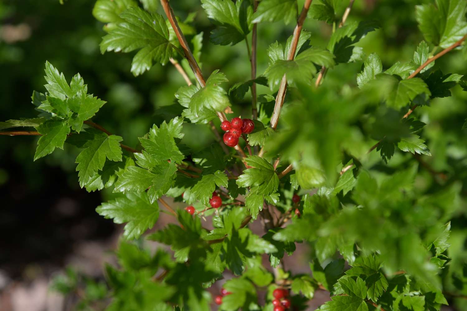Alpenjohannisbeerstrauch mit dichten dreilappigen Blättern und leuchtend roten Beeren