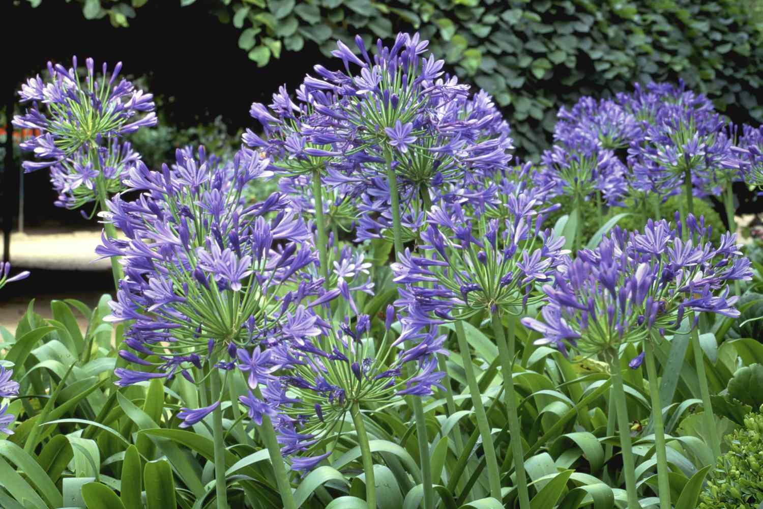 Blue Agapanthus flowers