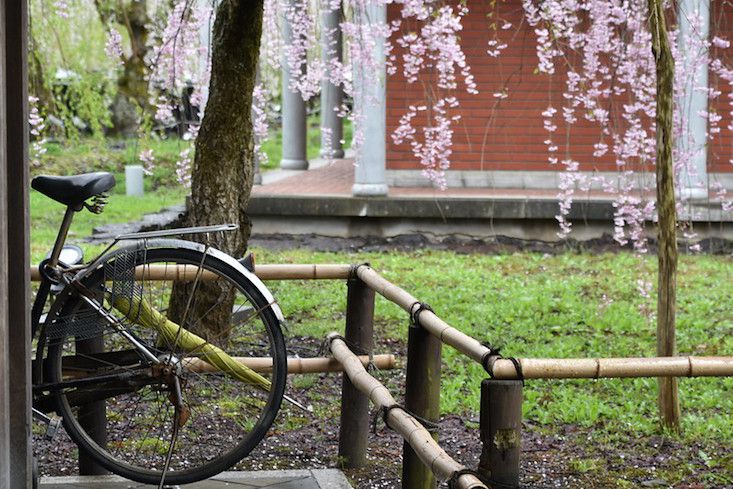 Bambuszaun mit Backsteingebäude im Hintergrund, und Kirschblüten mit Fahrrad im Vordergrund