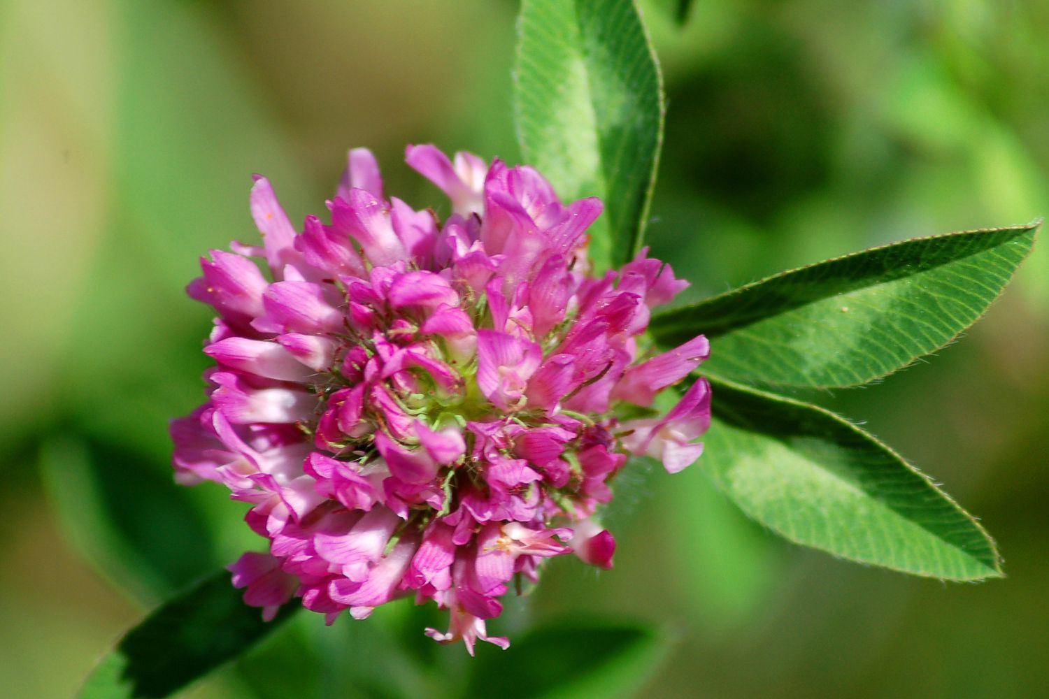 Rotklee (Trifolium pratense)