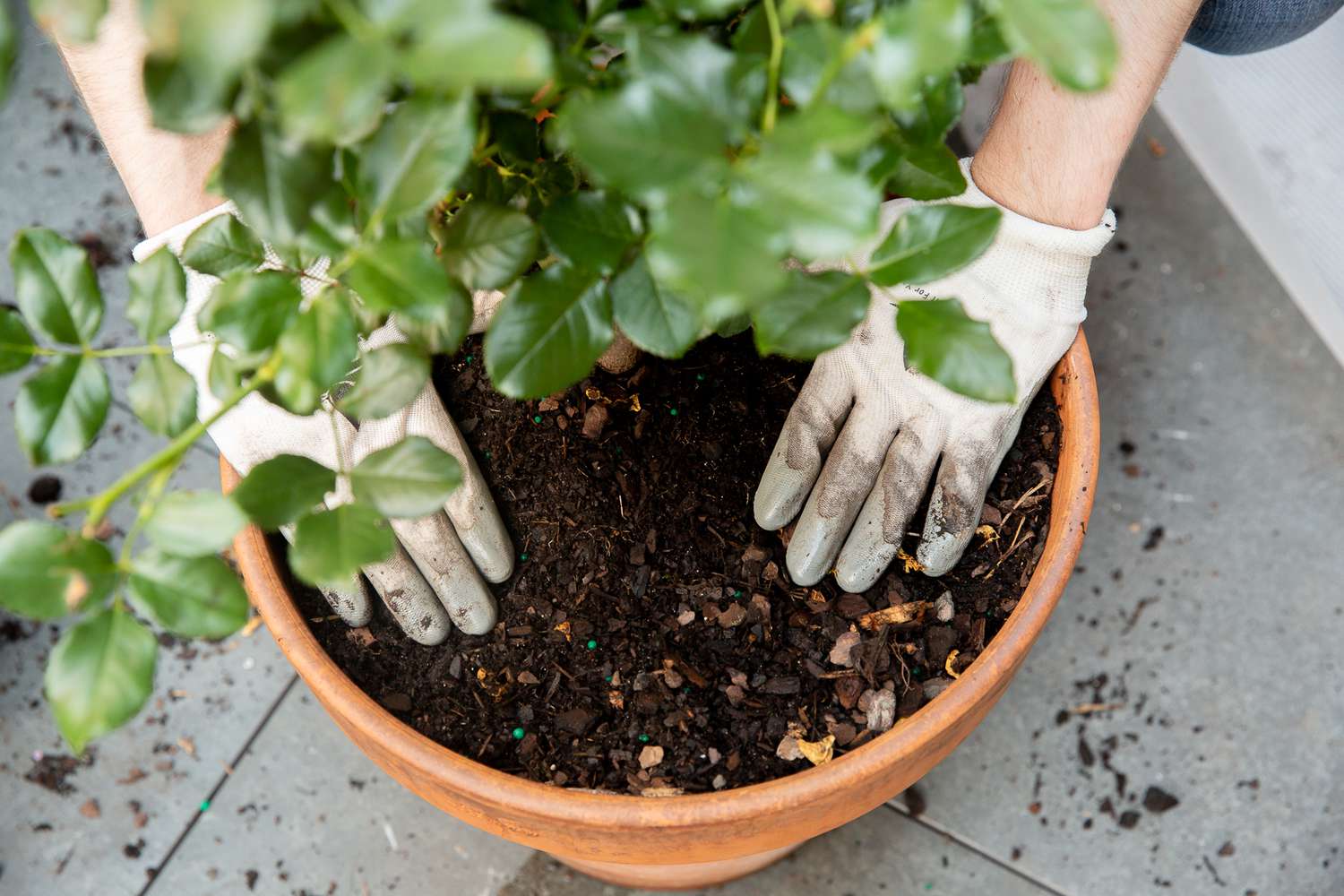 Frisch zubereitete Blumenerde, die den umgetopften Rosenstrauch bedeckt