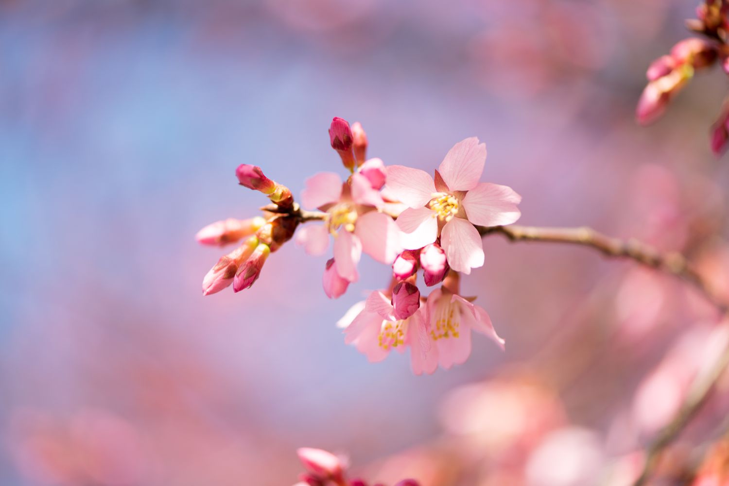 Süßkirschbaumzweig mit kleinen rosa Blüten und Knospen in Nahaufnahme