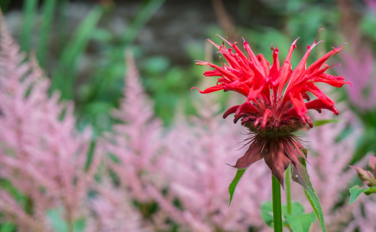 Rote Bienenmelisse-Blüte.