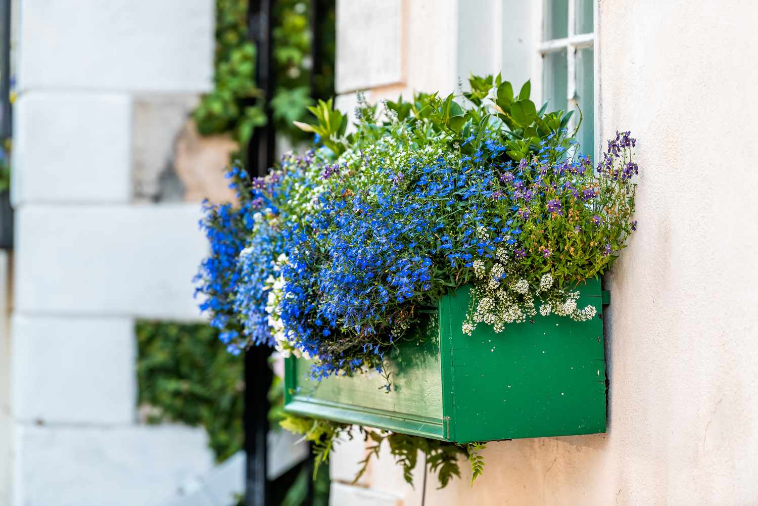 Window blue color flower basket box decoration on summer day with architecture in Charleston, South Carolina