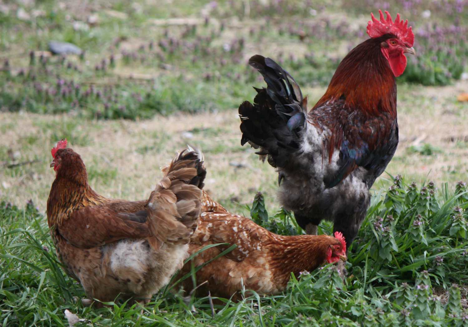 Hühner als Schädlingsbekämpfer im Garten