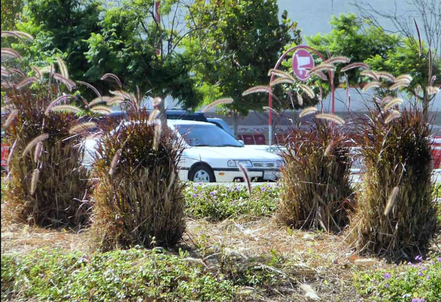 fountain grass