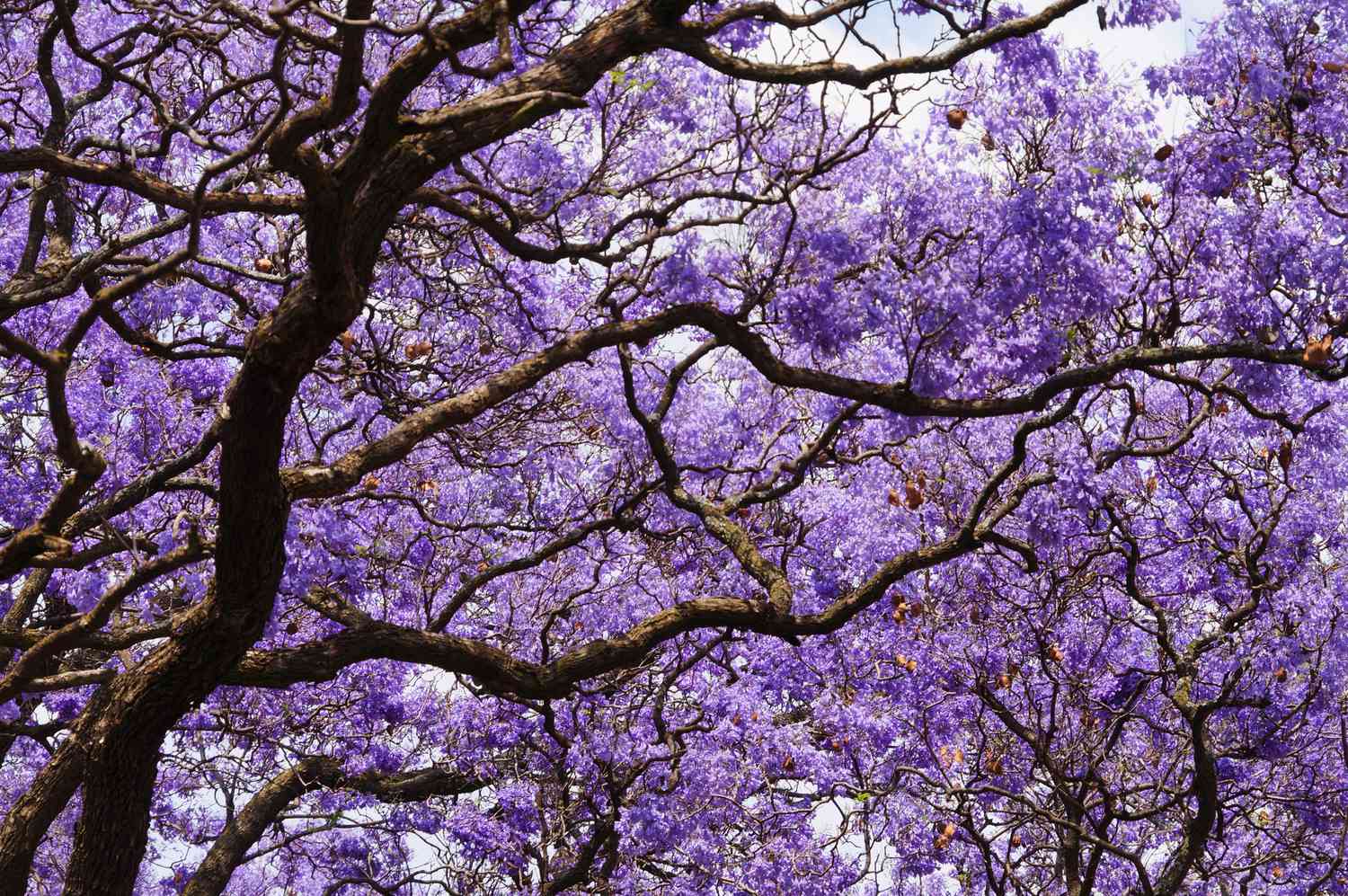 Wunderschöner violett leuchtender Jacaranda in Blüte.