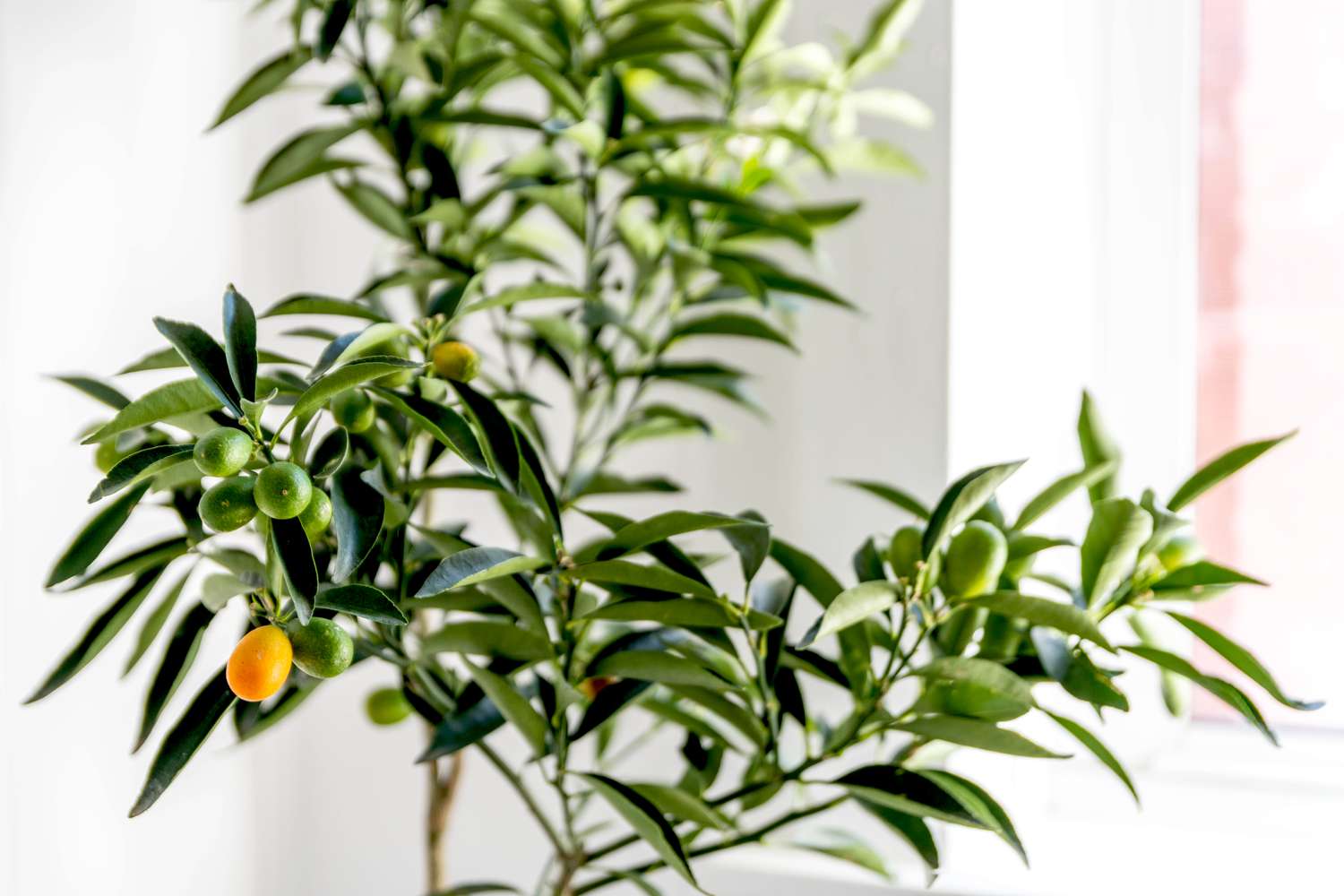 Kumquat-Baum wächst im Haus mit orangen und grünen Früchten in Nahaufnahme