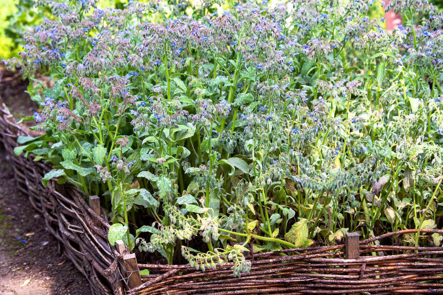 Borretsch-Krautpflanze mit wuscheligen grünen Blättern und kleinen blauen Blüten auf Stängeln im Garten