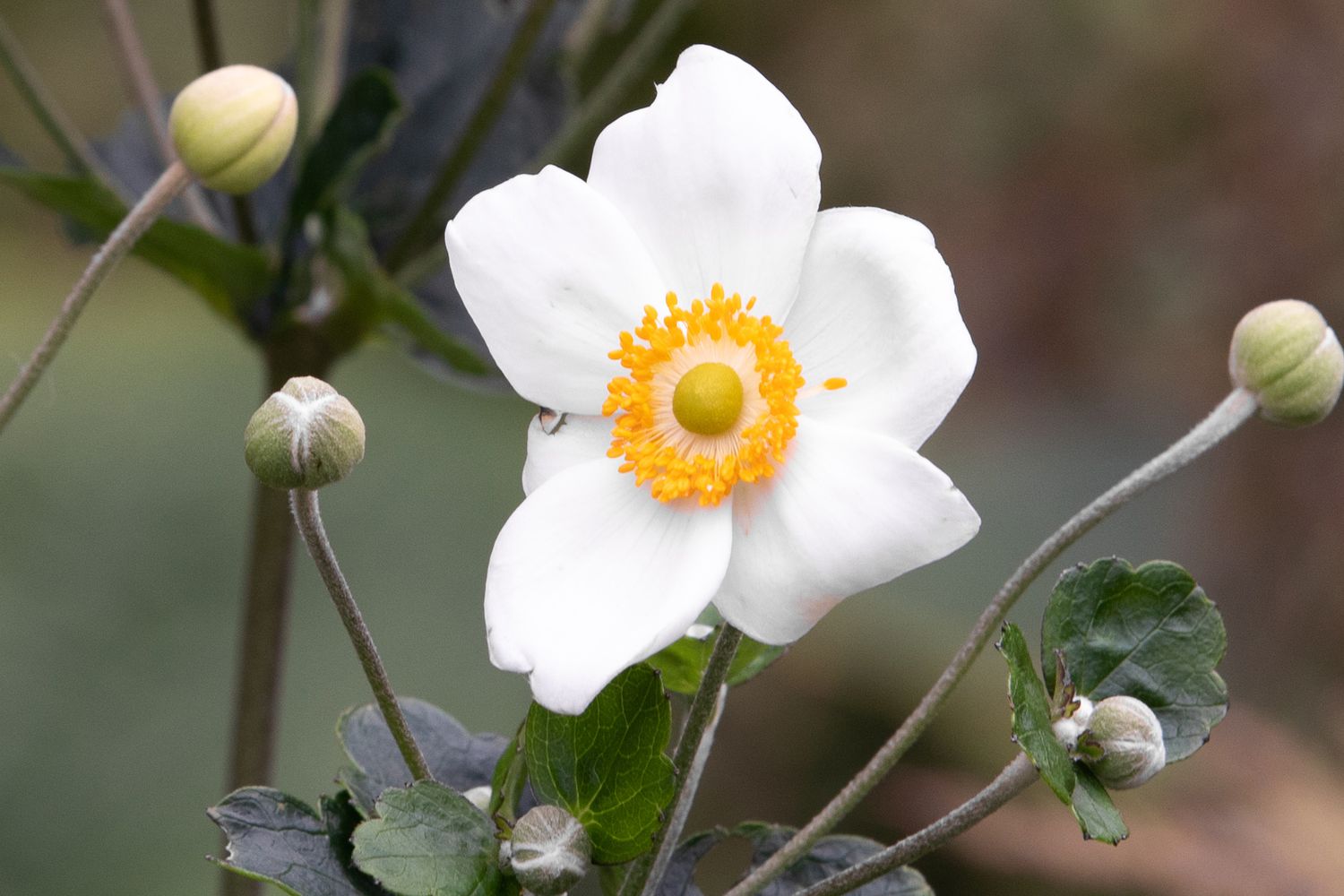 anemone honorine jobert