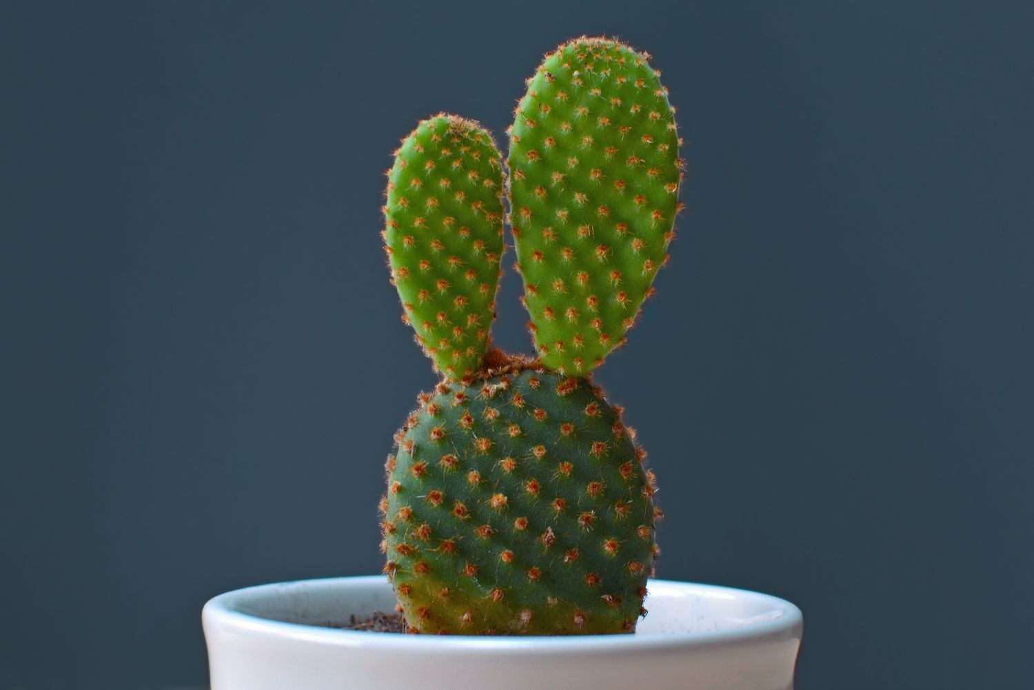 Hasenohr-Kaktus Opuntia Microdasys